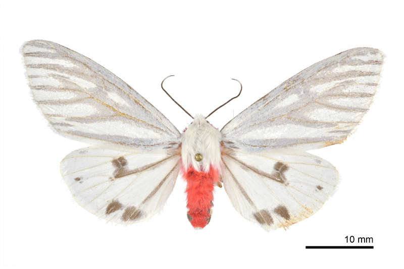 Argyarctia reikoae Female